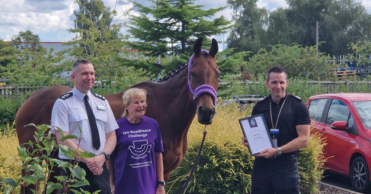 Ringo's remarkable journey: from racing to… | Retraining of Racehorses