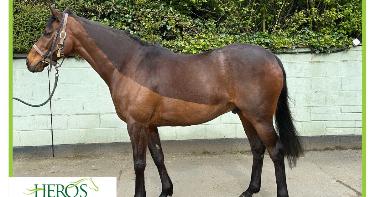 A new lease on life: a Vulnerable Horse… | Retraining of Racehorses